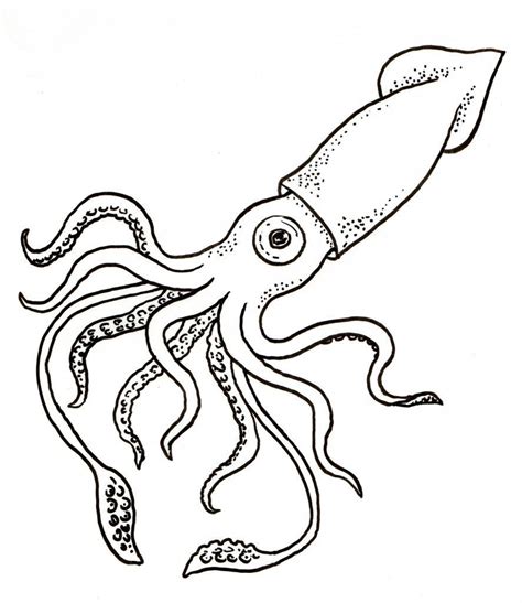 Squid Coloring Page Giant Squid Giant Squid Drawing Squid Drawing