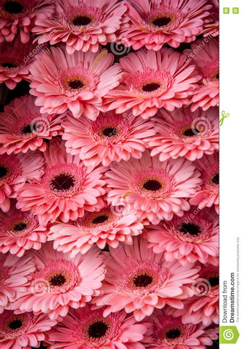 Display Of Peach Pink Gerbera Daisies Stock Photo Image Of Flower