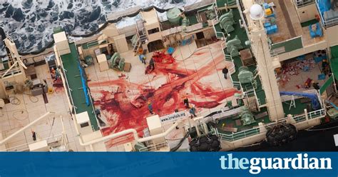 Japanese Whaling Fleet Filmed With Dead Minke Whales In