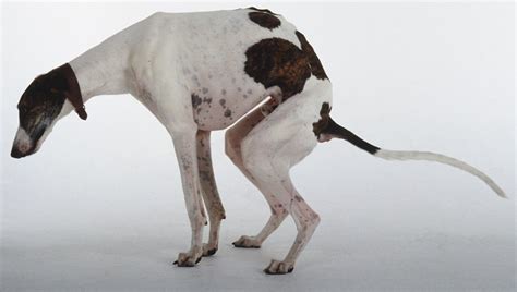 For people at average risk of colon and rectal cancer, the american cancer society recommends there are many tests that can look for colorectal cancer. Rectal Prolapse In Dogs: Symptoms, Causes, & Treatments ...