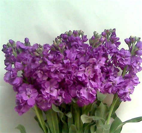 Huge collection, amazing choice, 100+ million high quality, affordable rf and rm images. Double Stock Purple - Double Stock - Flowers and Fillers ...