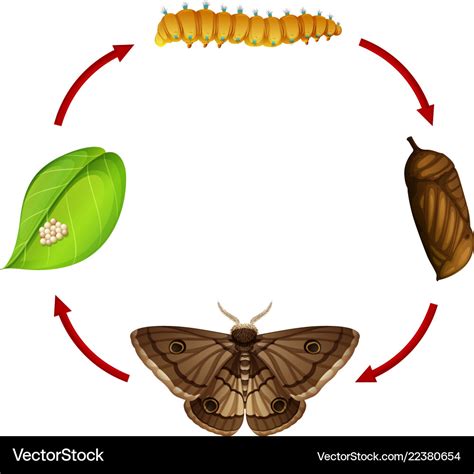 Moth Life Cycle Concept Royalty Free Vector Image