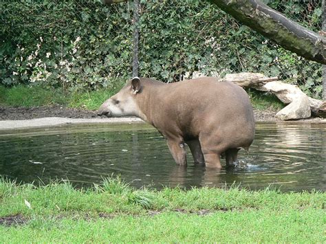 Tapier apps labs's privacy policy explain how we treat your personal data and protect your privacy when you use. Brazilian Tapir - True Wildlife Creatures