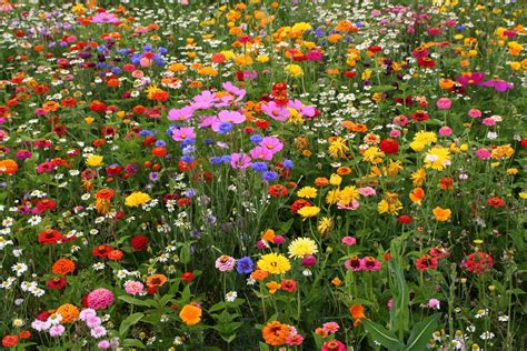 Field Of Spring Flowers By Bert Lubbers
