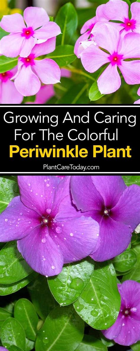 Periwinkle Plant Care Growing Colorful Vinca Flowers And Plants