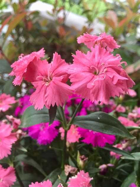 Naturehills.com has been visited by 10k+ users in the past month Hibiscus is commonly utilized in landscapes throughout ...