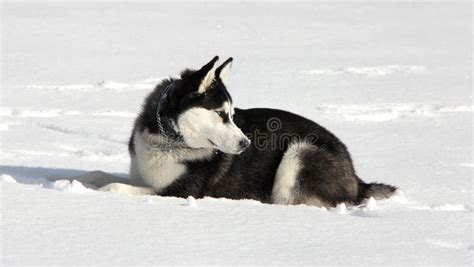 Siberian Husky Puppy On Snow Stock Image Image Of Winter Puppy 50159101