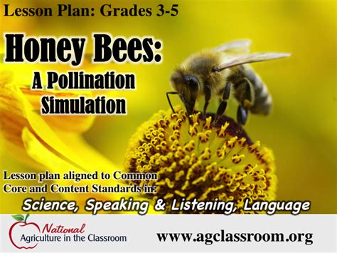 Fantastic Lesson Plan Teaching About Bees And Pollination Includes