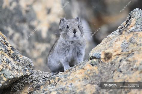Collared Pika In Rocks — View Eco Stock Photo 165614186