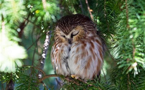 Sleeping Owl On A Branch In A Sunny Day