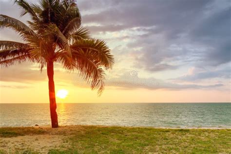 Beach Scenery With Palm Tree At Sunset Stock Photo Image Of Palm