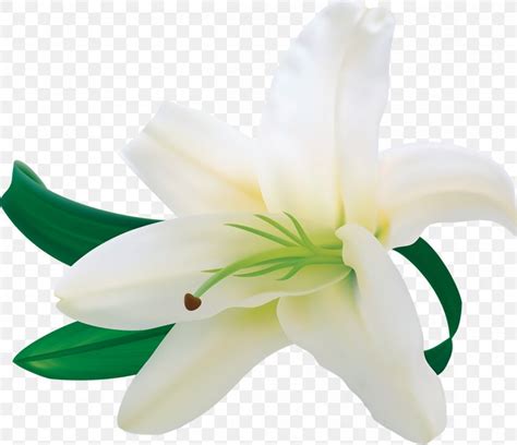 Easter Lily Flower Clip Art Png 1200x1035px Easter Lily Calla Lily