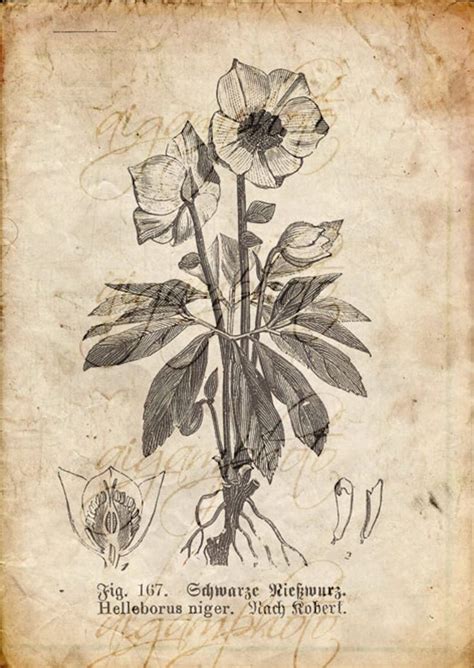 Vintage Botanical Floral Plants Old Paper Drawing Set Of 4 Digital