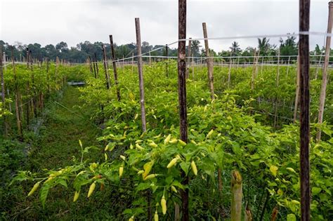 Premium Photo Traditional Chili Farming In Banyuwangi Regency Indonesia