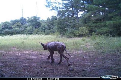 Scary Deer Cam Pictures 10 Creepiest Trail Cam Photos Taken Ever