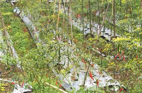 √ 15 Contoh Pertanian Lahan Kering dan Lahan Basah | DosenPertanian.Com