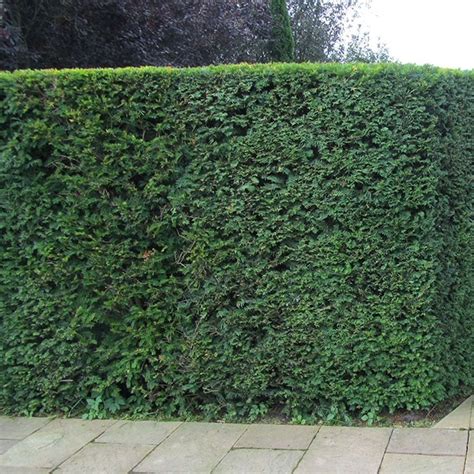 Taxus Baccata English Yew Bare Root Hedge Free Delivery