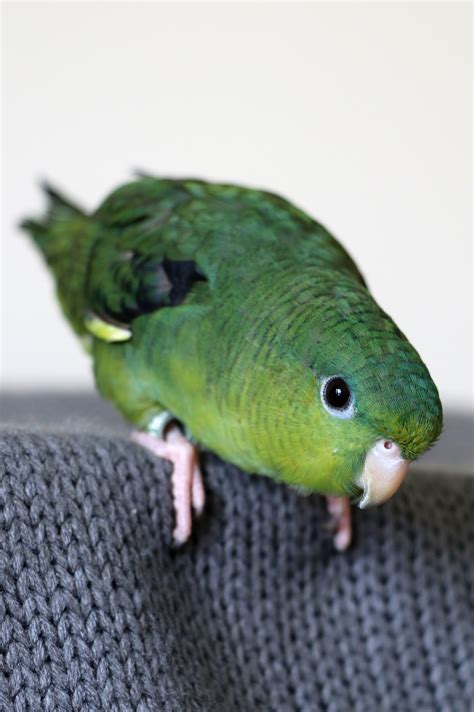Chirps Ahoy Aviary Lineolated Parakeet Linnie Breeder In