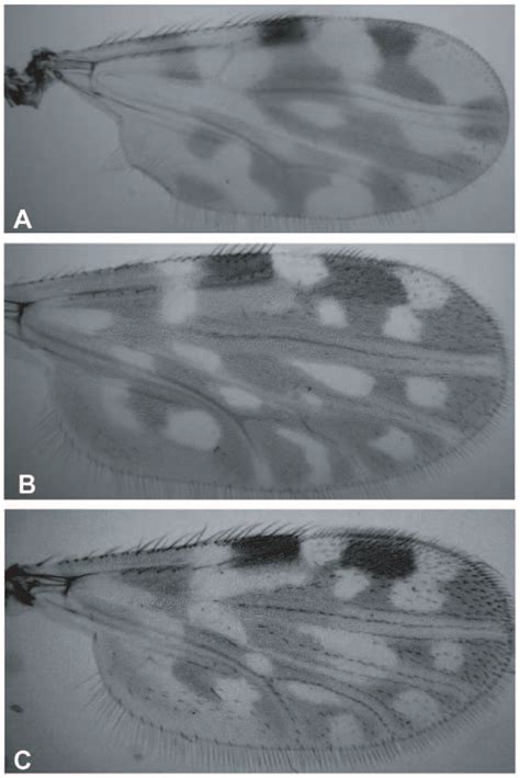 Photographs Of Wings Of Slide Mounted Culicoides Specimens Viewed Under