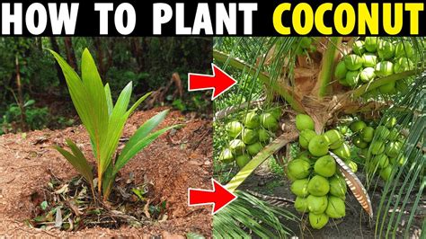 How To Plant Coconut Tree Coconut Planting Method How To Grow