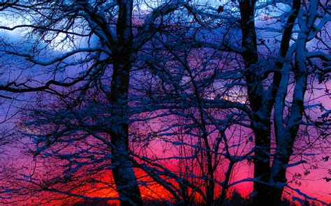 Winter Sunset Trees Snow Landscape 2560x1600
