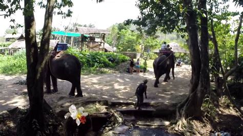 Nosey Parkers Elephant Rides In Krabi Thailand Youtube