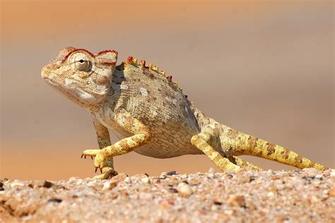 Namaqua Chameleon Namibia By Ingrid Bunse