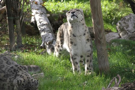 Snow Leopard Rovdjur Kattdjur Gratis Foto På Pixabay Pixabay