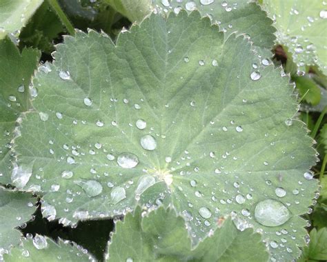 Wasser perlt in tropfen ab und nimmt dabei auch alle schmutzpartikel auf der oberfläche mit. Lotus-Effekt® 2.0 - Martina Rüter: Web - Text - Training