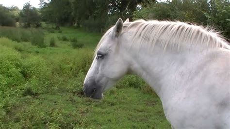 Pony has real heritage, a real story and real runs of the board. VERY SAD LAMINITIC PONY - YouTube