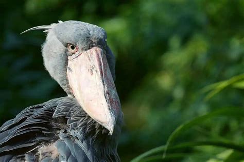 Birds With Big Beaks Interesting Facts Pictures Bird Feeder Hub