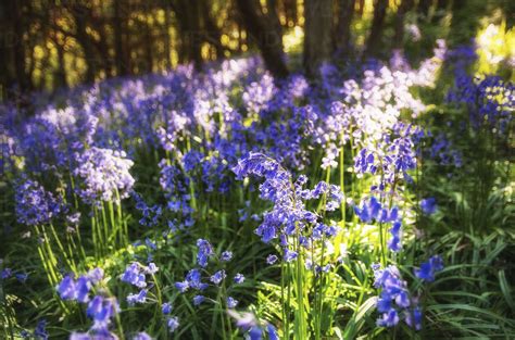 Scotland Bluebells Flower Stock Photo