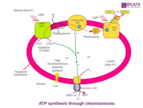 Atp Synthesis Diagram