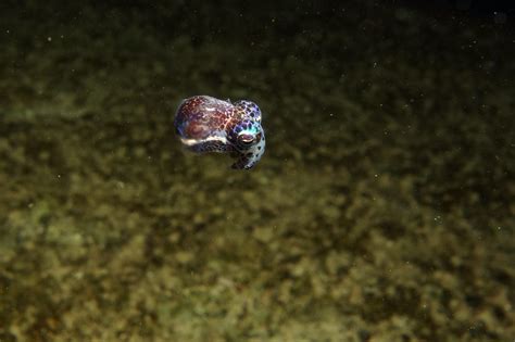 This Bobtail Squid Might Be The Cutest Thing In The Ocean Yourearth