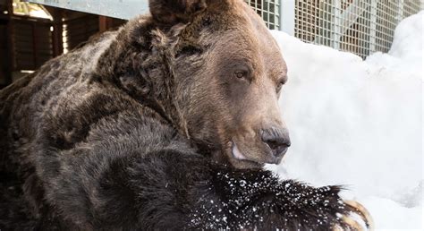 The Grouse Mountain Grizzly Bears Have Awoken From Hibernation