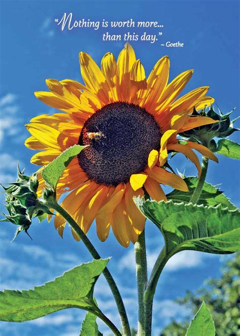 Digital Drawing Illustration Art Collectibles Sunflower Happy