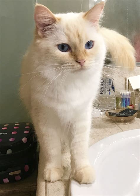Persa Flame Point Ragdoll Siamese Cats Cats And Kittens Tabby Cats