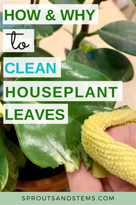 How And Why To Clean Your Houseplants Leaves In 2020 House Plant