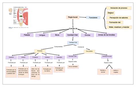 29 Cavidad Bucal Mapa Conceptual Pics Nietma Porn Sex Picture