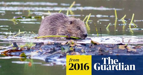 Beavers Given Native Species Status After Reintroduction To Scotland