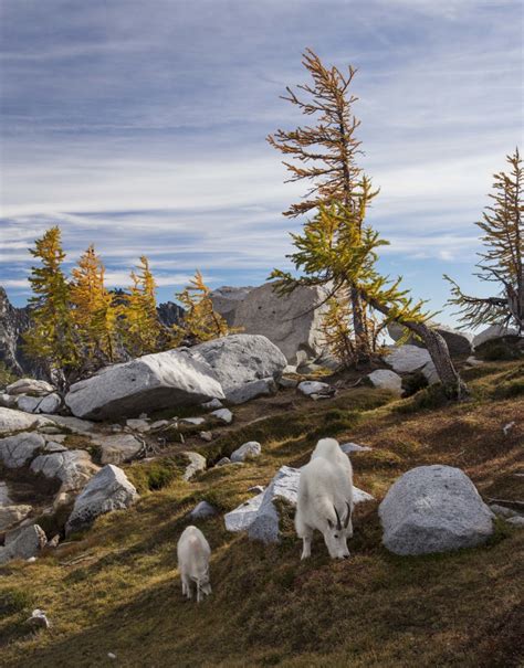 North Cascades Mountain Goats Are Seen At Higher Elevations