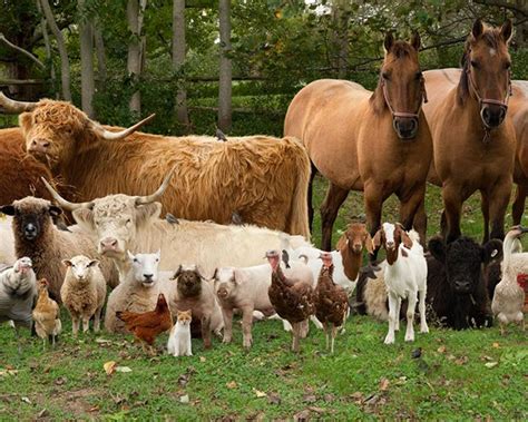 20 Real Life Farm Animals Farmhouse Sarahsoriano