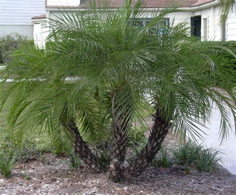 Phoenix Roebelenii “dwarf Date Palm” Aloha Tropicals