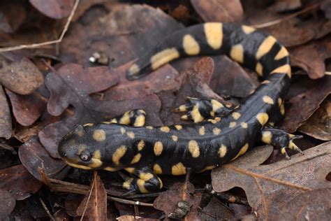 Eastern Tiger Salamander Ambystoma Tigrinum Tigrinum East Flickr