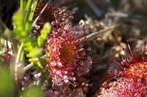 Carnivorous Food Sundew Nature Plant Moor Red Flower Drosera