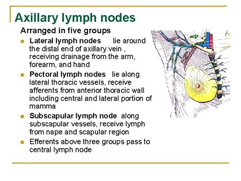 The Upper Limb Muscles That Move The Pectoral