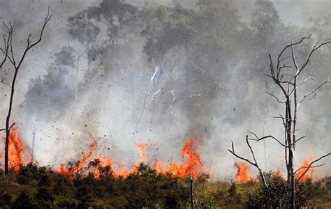 Kebakaran Hutan Terparah Di Indonesia Ada Faktor El Nino Dan Kemarau