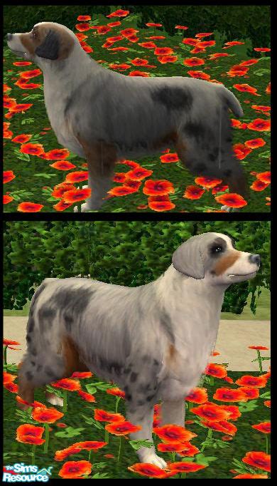 The Sims Resource Australian Shepherd