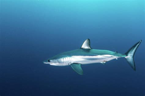 A Shortfin Mako Shark In The Blue Photograph By Alessandro Cere Pixels