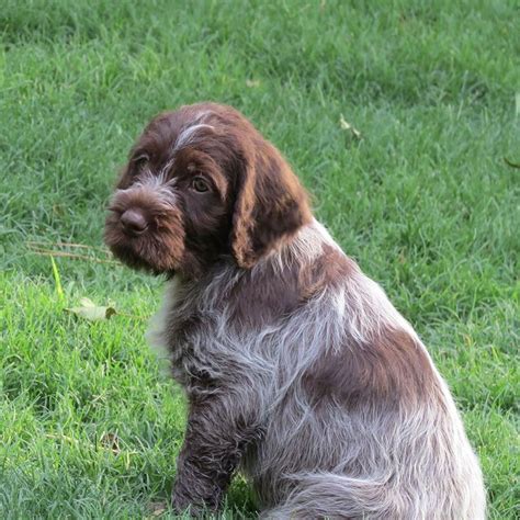 Denver the wirehaired pointing griffon puppy. wirehaired pointer griffon and lab mix - Google Search ...